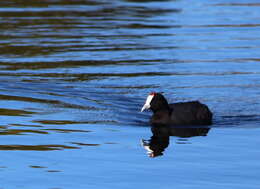 Imagem de Fulica cristata Gmelin & JF 1789