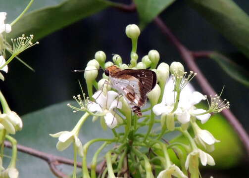 Image of White Dart