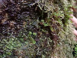 Image of oligotrichum moss
