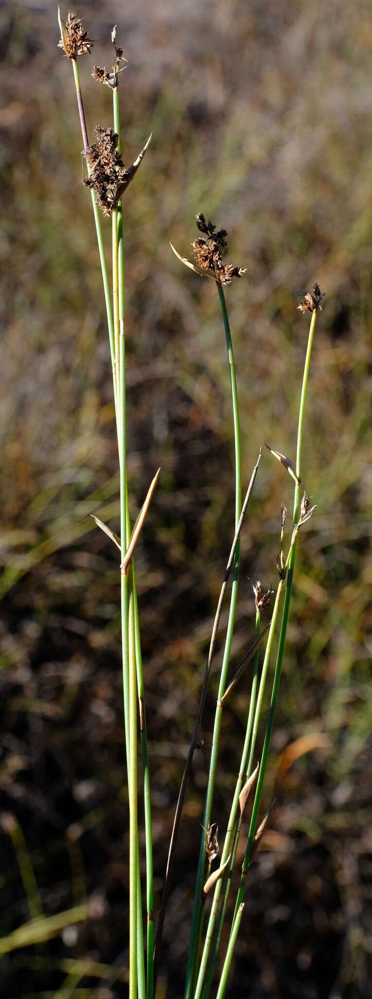 Image of Elegia asperiflora (Nees) Kunth