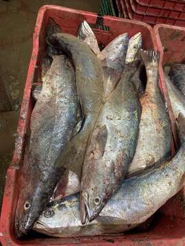 Image of Gulf corvina