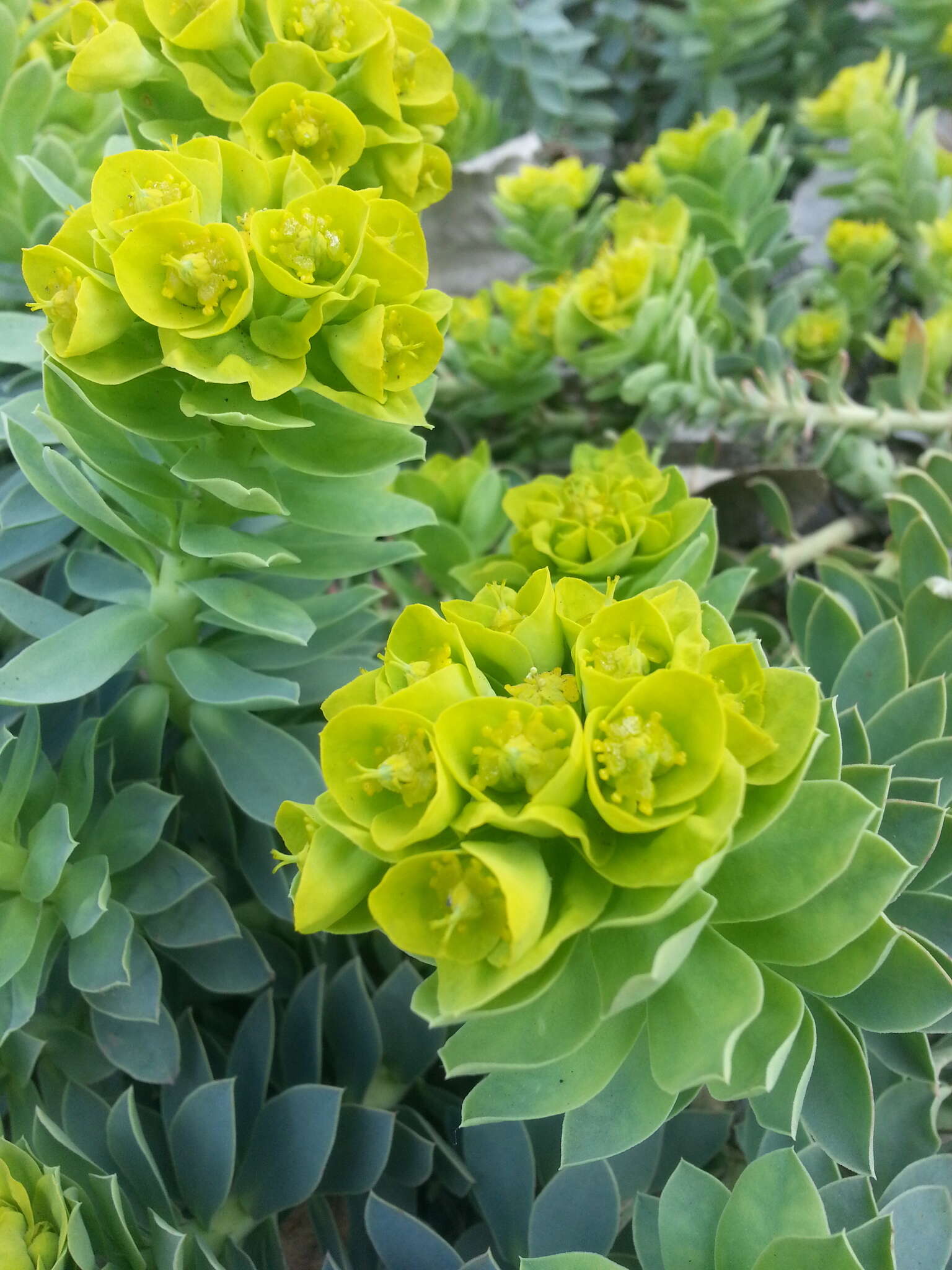 Image of myrtle spurge
