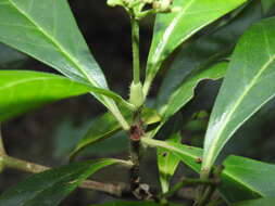 Plancia ëd Psychotria daphnoides A. Cunn. ex Hook.