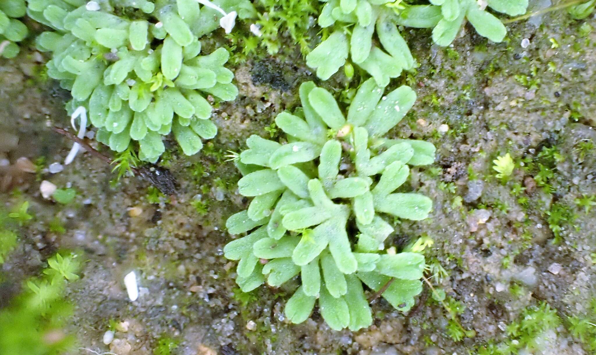 Image of Riccia subbifurca Warnst. ex Croz.