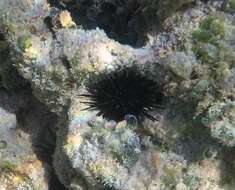 Image of rock urchin