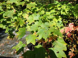 Image of Acer pictum C. P. Thunberg ex A. Murray