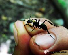 Image of Camponotus sericeiventris rex Forel 1907