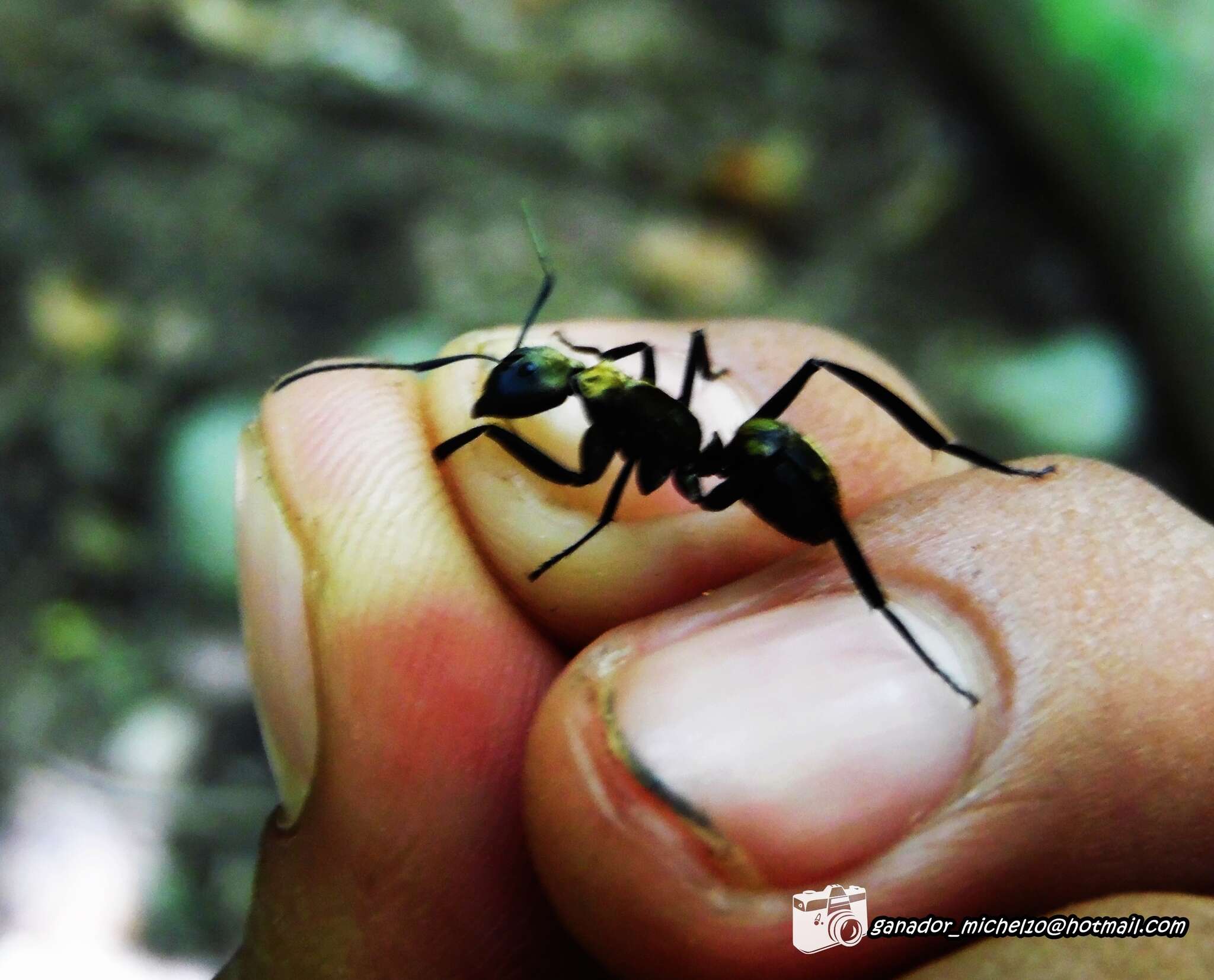 Image of Camponotus sericeiventris rex Forel 1907