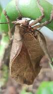 Image of Typophyllum spurioculis Baker, A., Sarria-S., G. K. Morris, Jonsson & Montealegre-Z. 2017