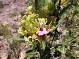 Imagem de Salvia absconditiflora Greuter & Burdet