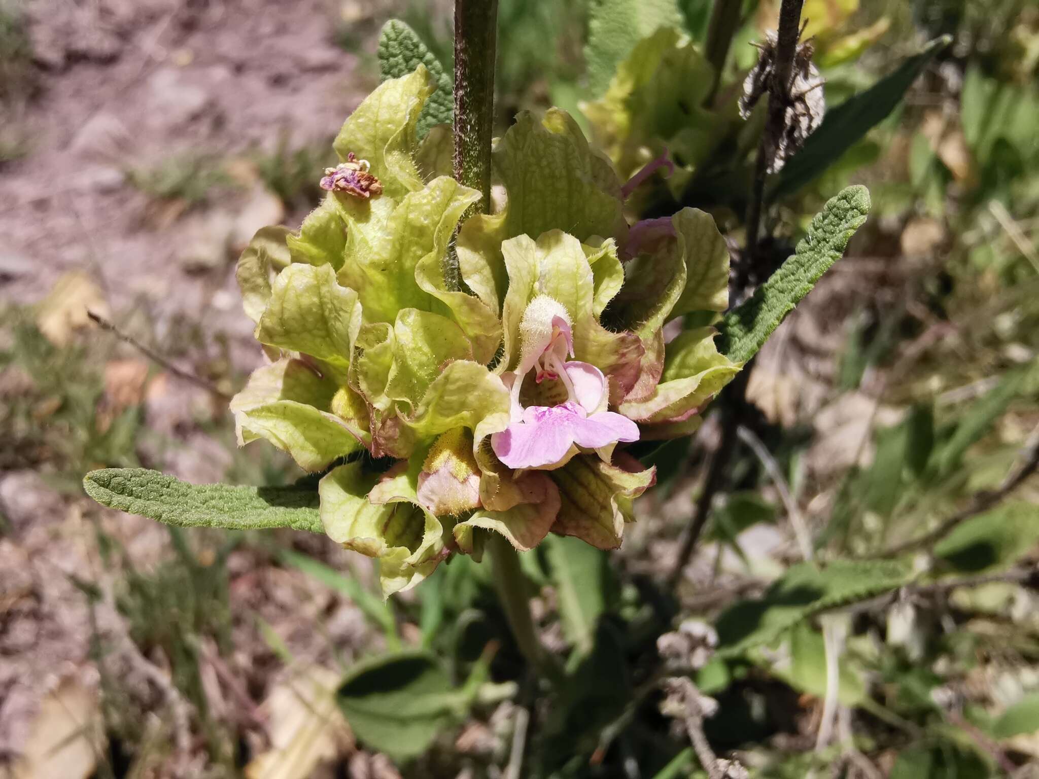 Sivun Salvia absconditiflora Greuter & Burdet kuva