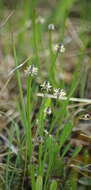 Image of Flat-Stem Spike-Rush