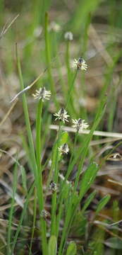 Image of Flat-Stem Spike-Rush