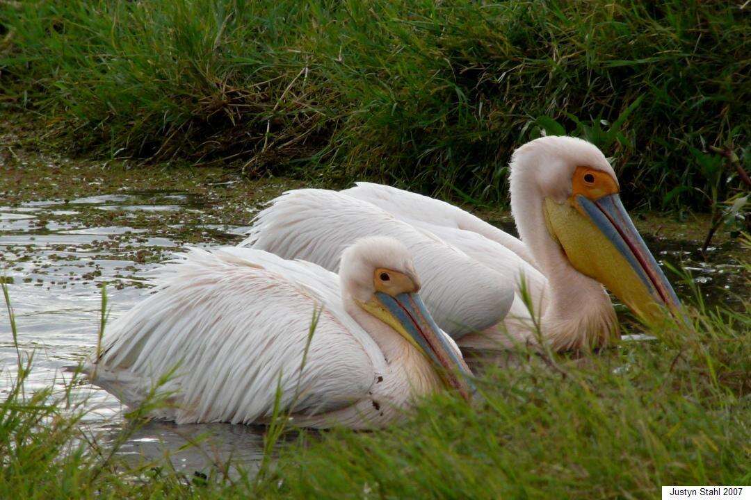 Image of Great White Pelican