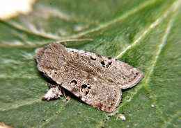 Image of black-spot chestnut