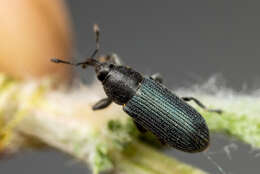 Mecinus janthiniformis Tosevski & Caldara ex Tosevski, Caldara, Jovic & Hernández-Vera resmi