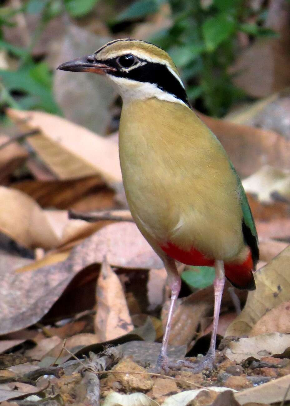 Plancia ëd Pitta brachyura (Linnaeus 1766)