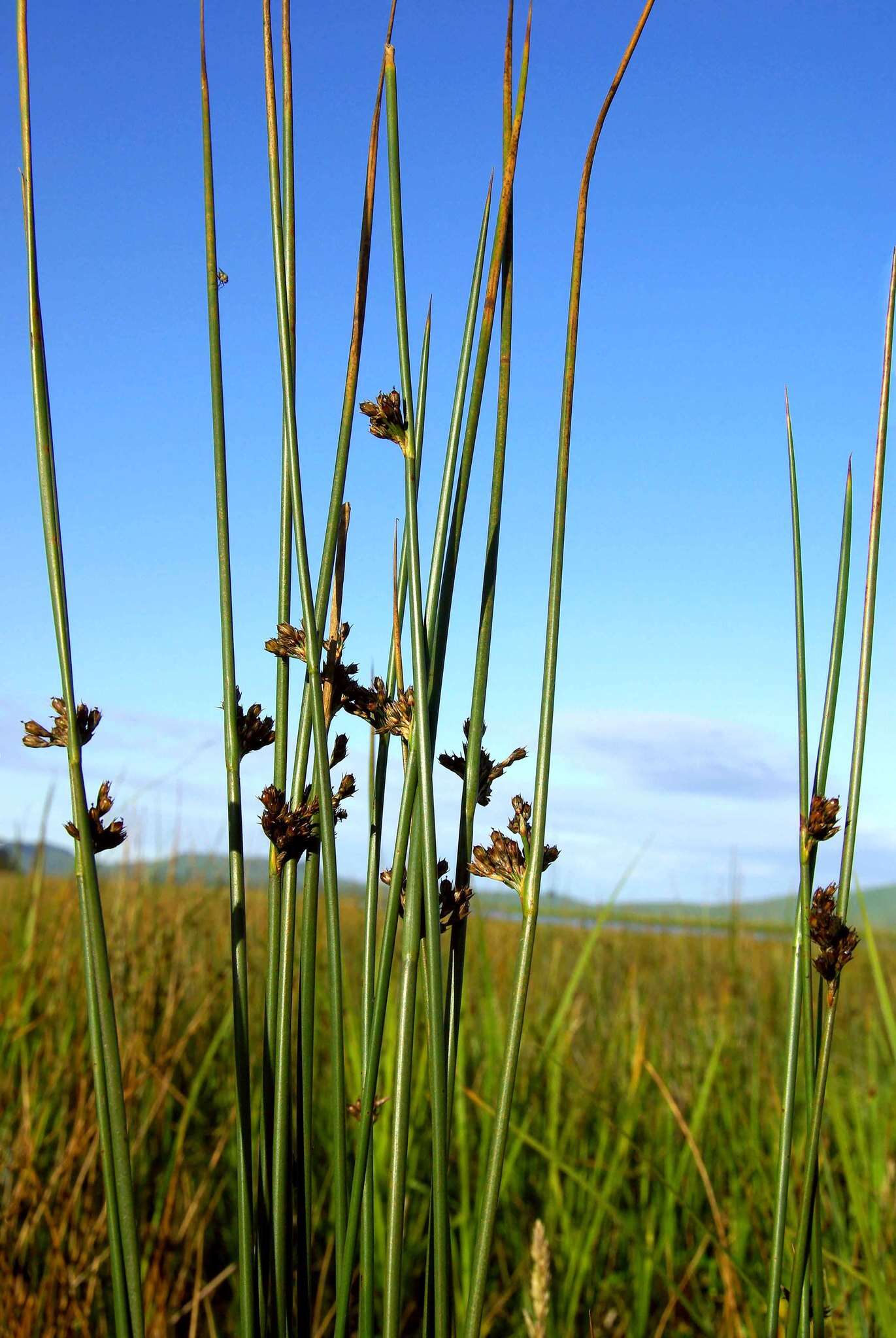 Image de Juncus haenkei E. Mey.