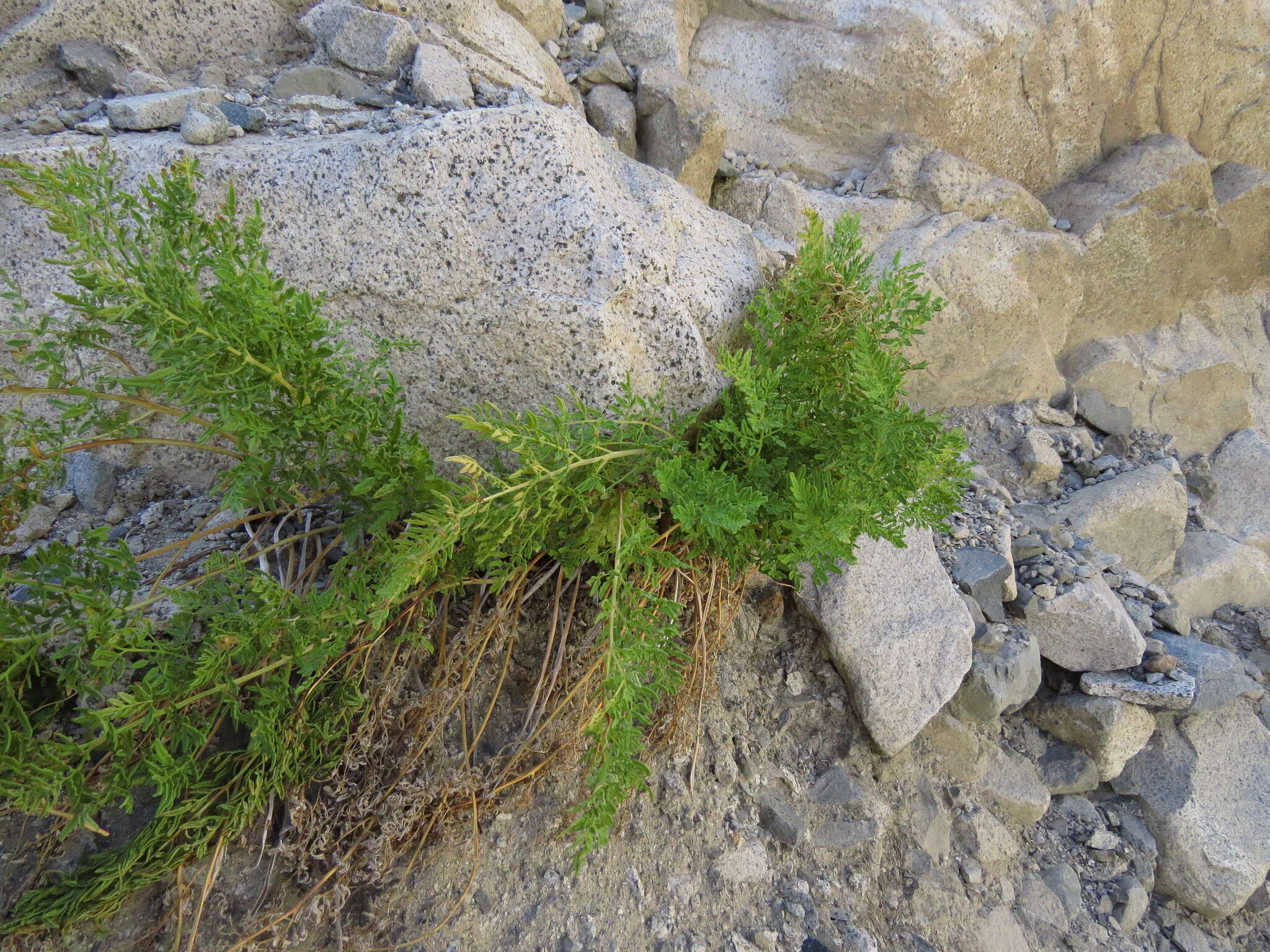 Plancia ëd Cryptogramma fumariifolia (Phil. ex Bak.) Christ