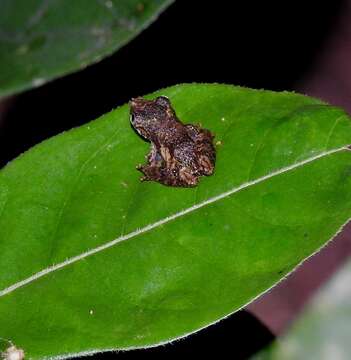 Plancia ëd Scinax garbei (Miranda-Ribeiro 1926)