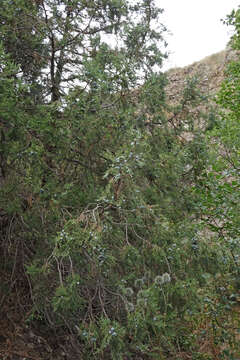 صورة Juniperus excelsa subsp. polycarpos (K. Koch) Takht.