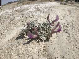 Image of Ash Meadows milkvetch