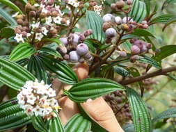 Image de Miconia nervosissima