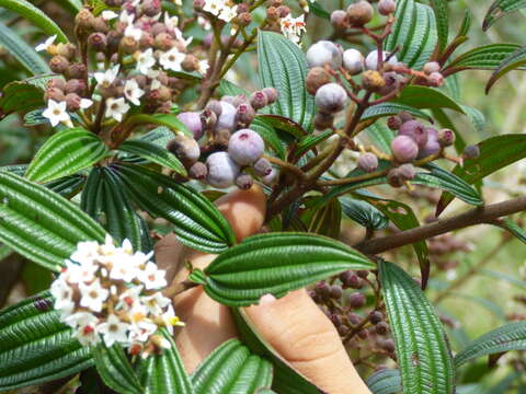 Image of Miconia nervosissima