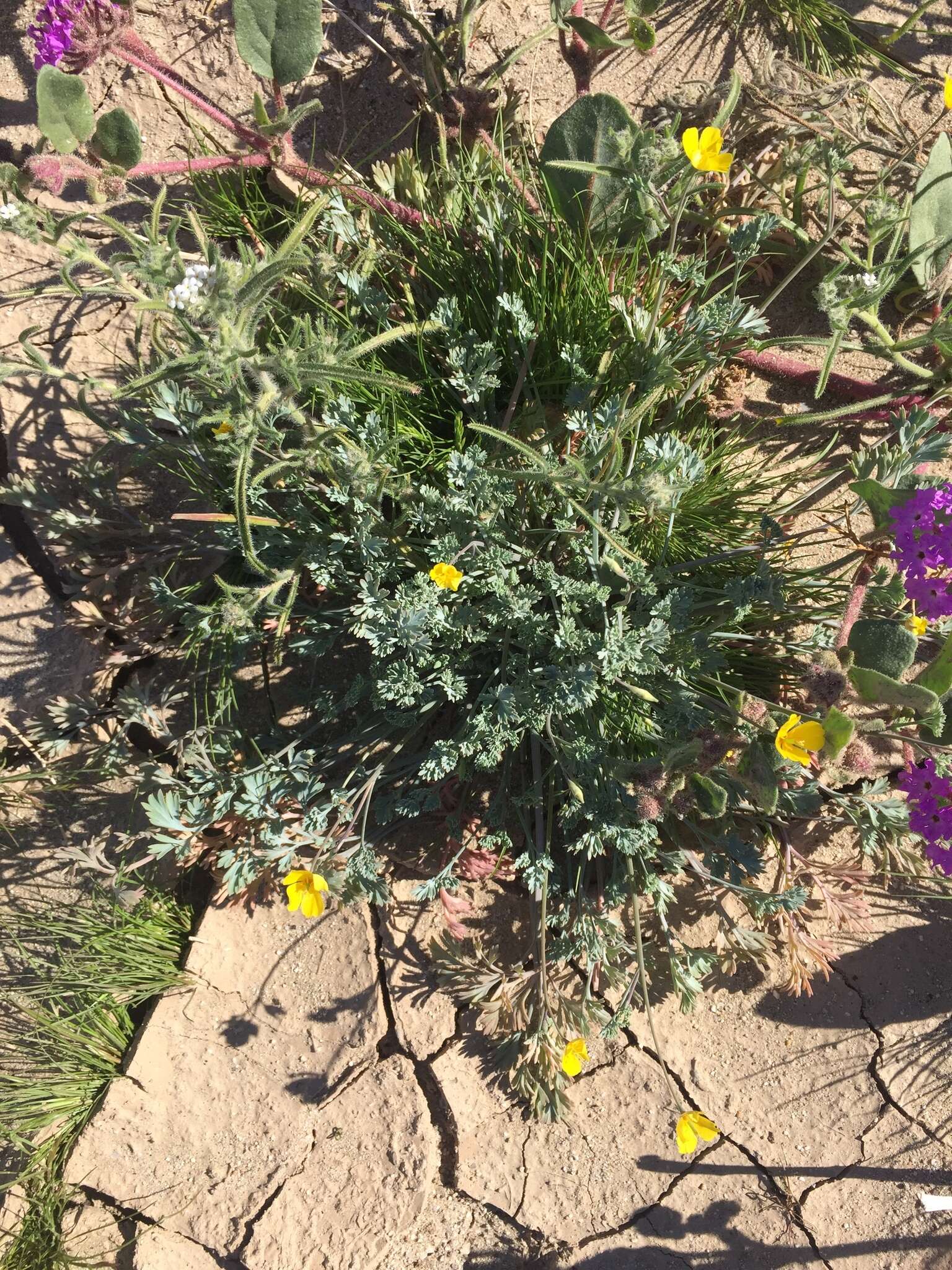 Image of pygmy poppy