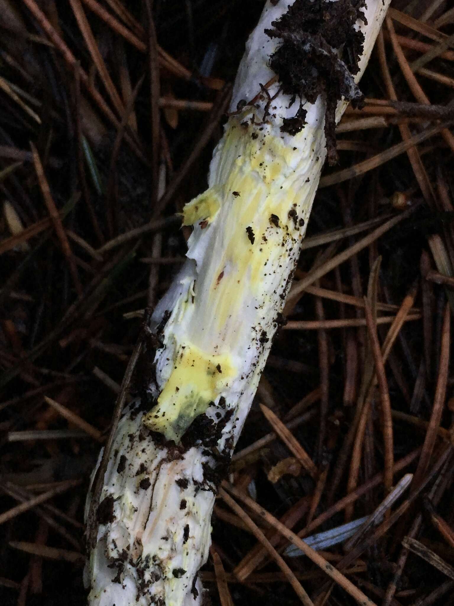 Imagem de Cortinarius rubicundulus (Rea) A. Pearson 1946