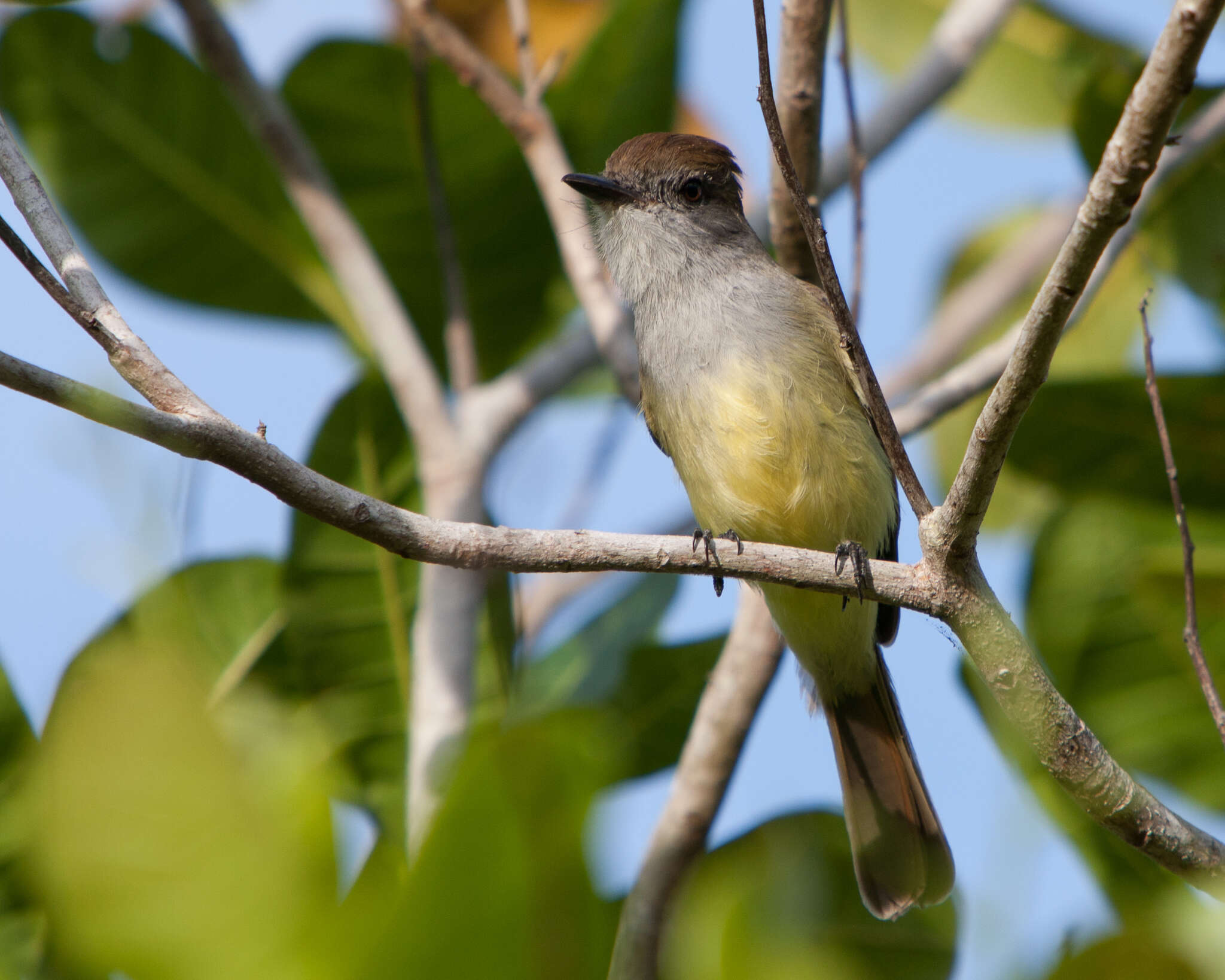 Image of Yucatan Flycatcher