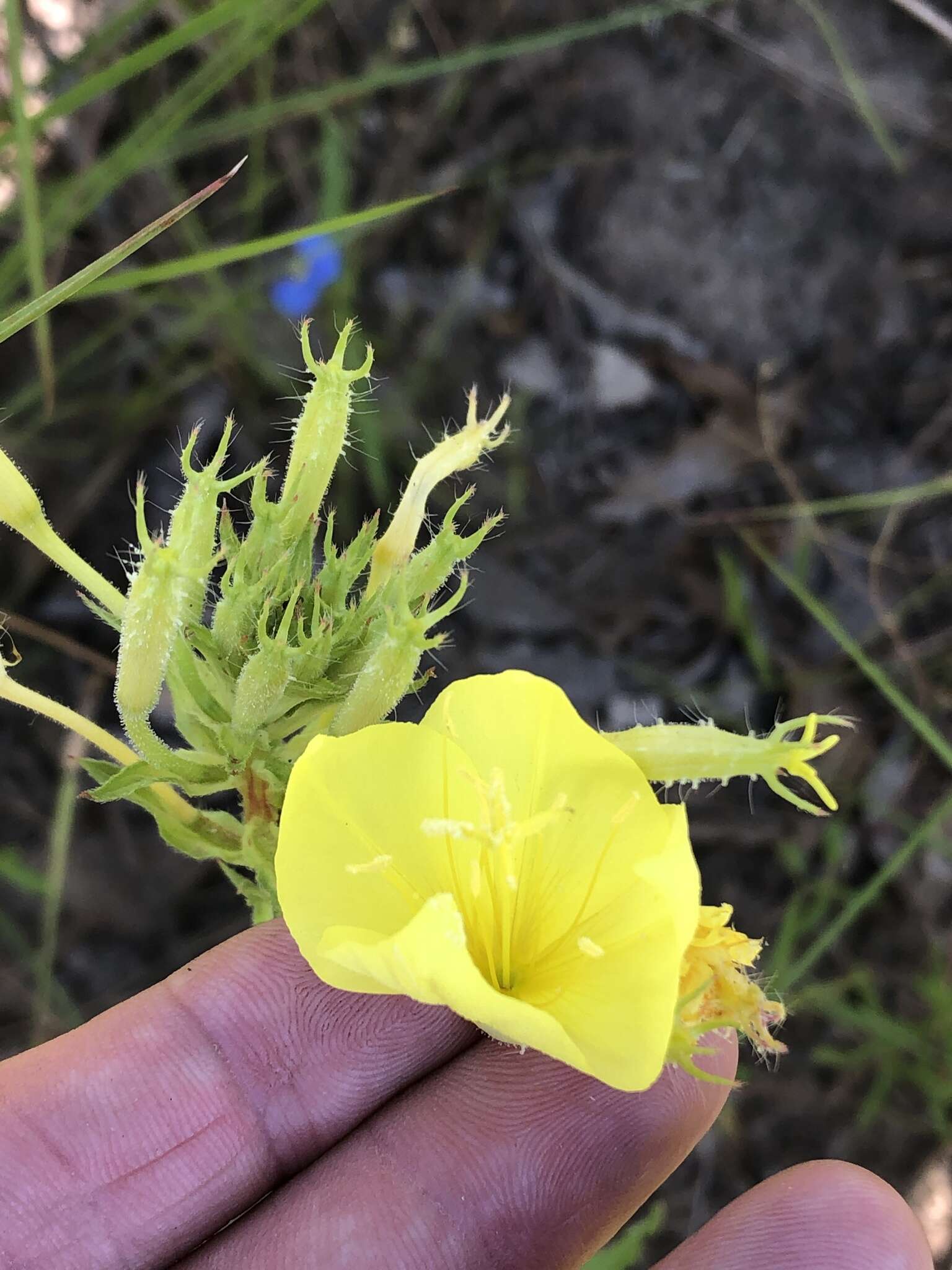 Oenothera heterophylla Spach的圖片