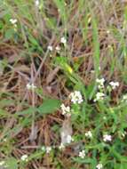 Image of white ballmustard