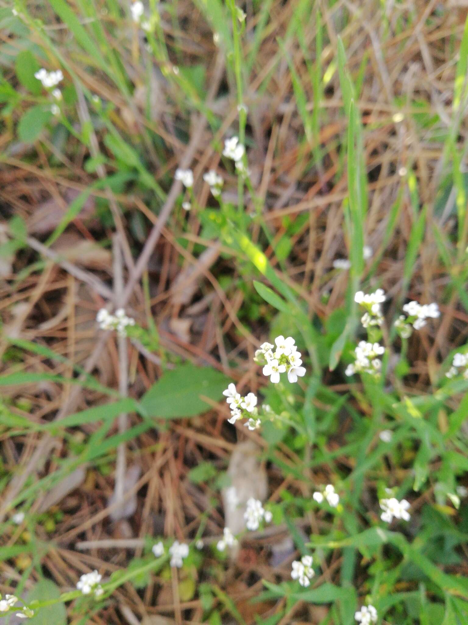 Image of white ballmustard