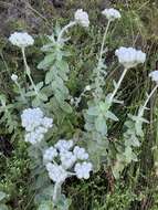 Helichrysum fruticans (L.) D. Don resmi