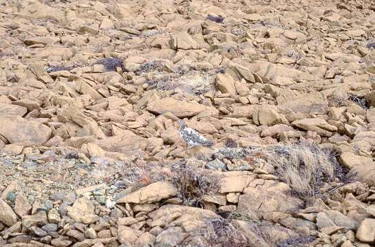 Image of Newfoundland Rock Ptarmigan