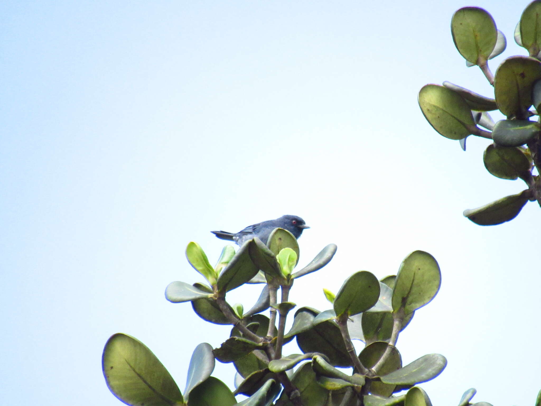 Image of Bluish Flower-piercer