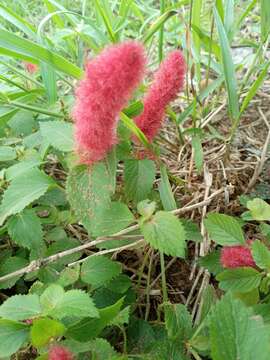 Acalypha herzogiana Pax & K. Hoffm. resmi