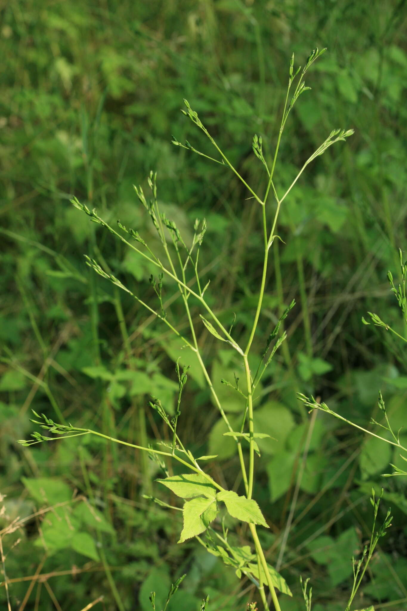 Image of Japanese honewort