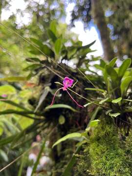 Image de Porroglossum amethystinum (Rchb. fil.) Garay