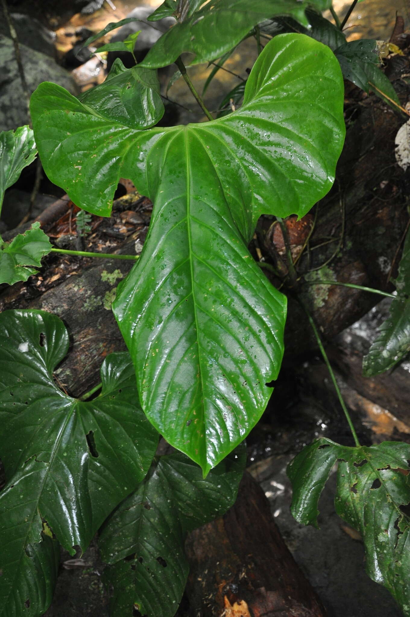 Anthurium ravenii Croat & R. A. Baker resmi