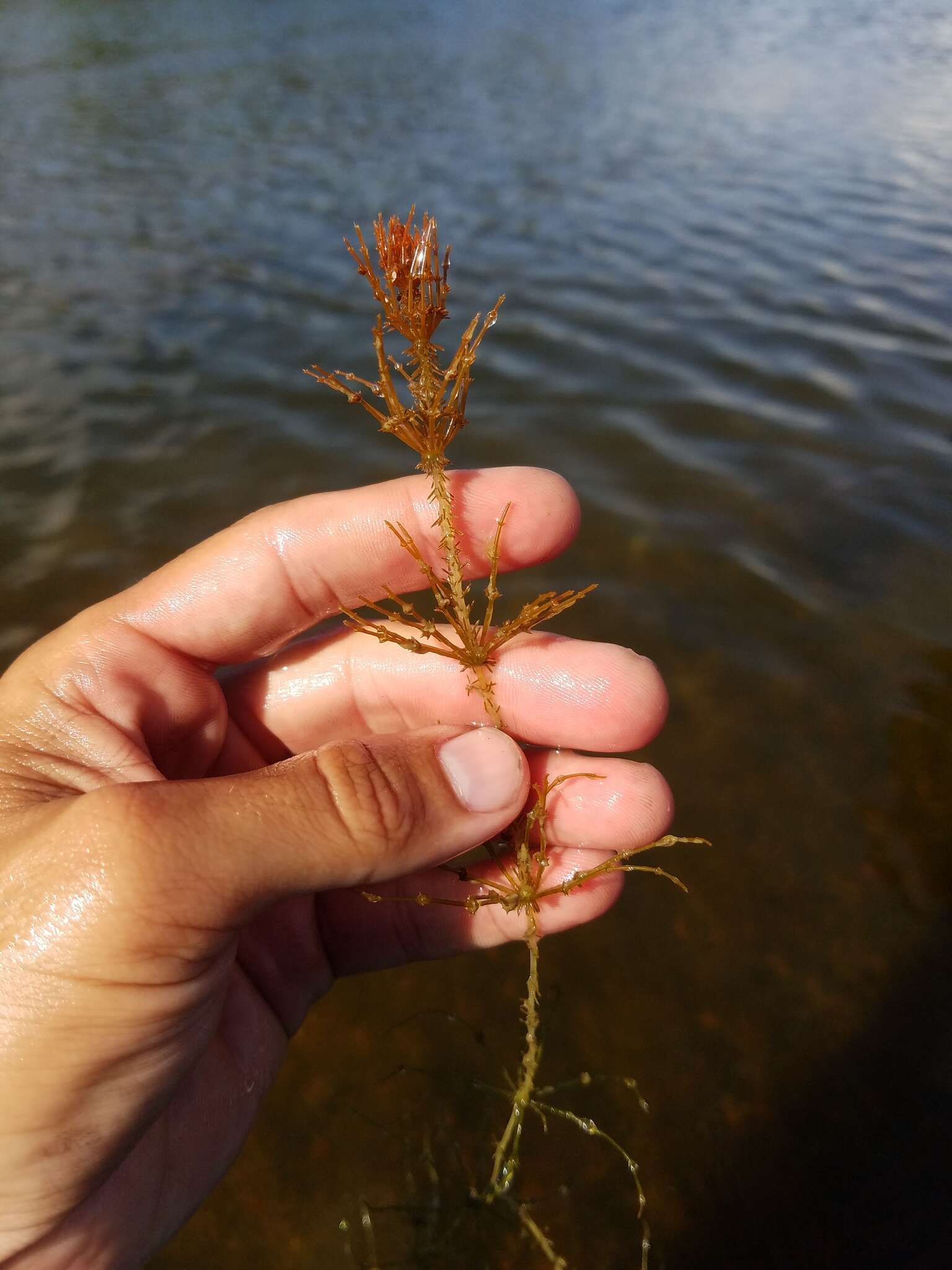 Image of Chara hornemannii