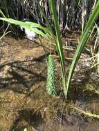 Image of Mare's Tail