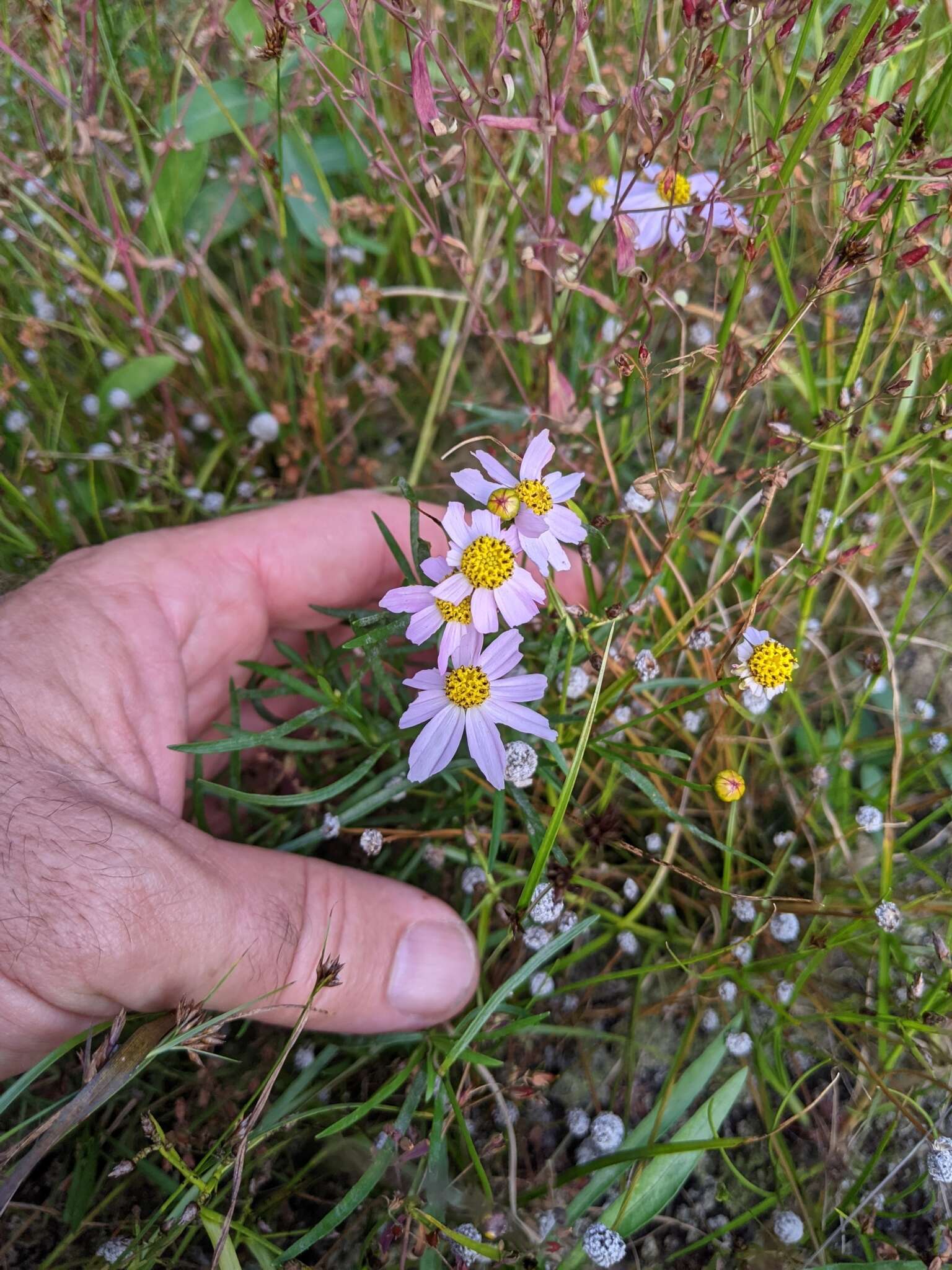 Image of pink tickseed