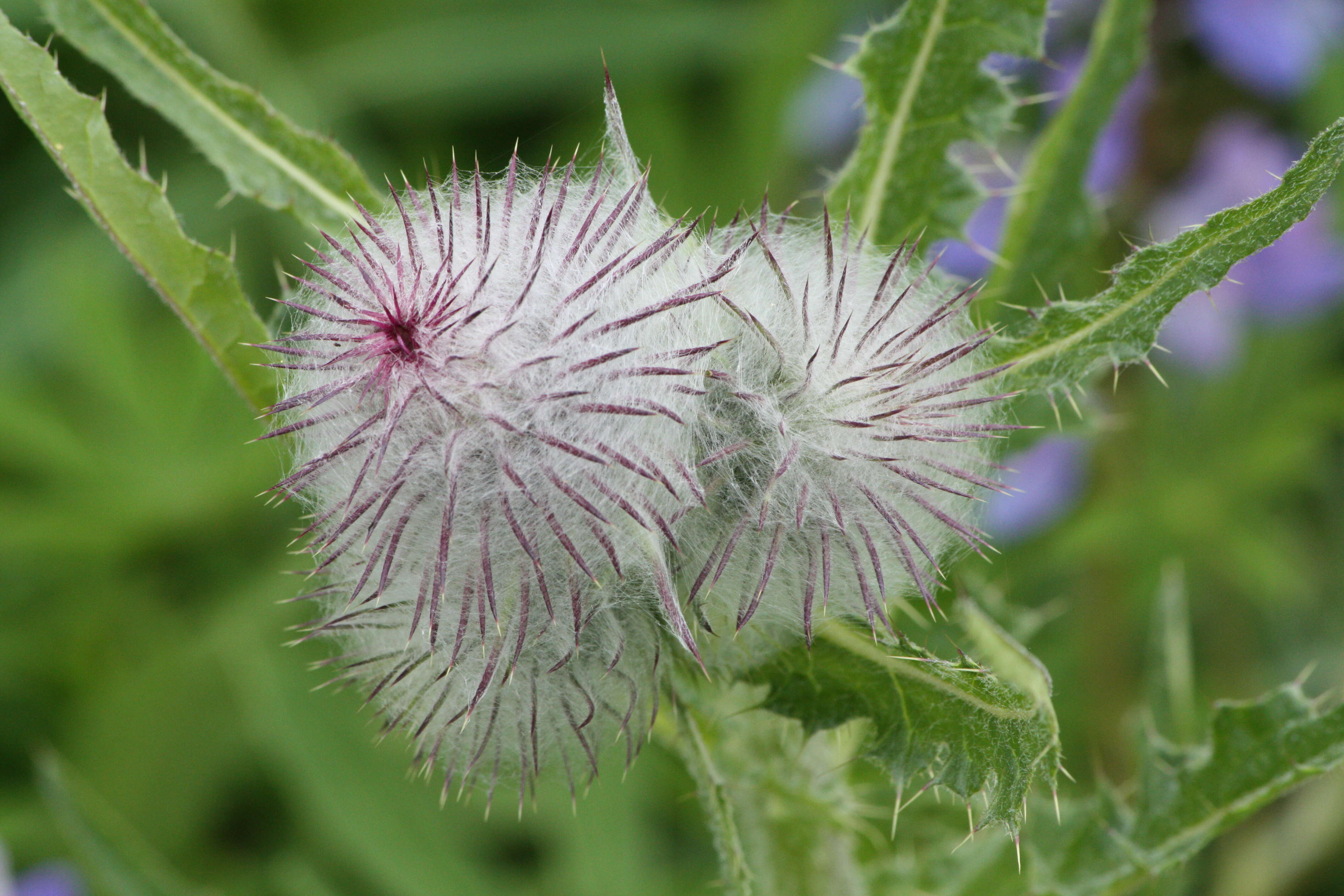 Image of edible thistle