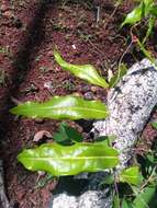 Image of Dioscorea bemandry Jum. & H. Perrier