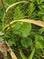 Image of Ligularia hodgsonii Hook.