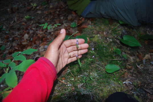 Image of fourpart dwarf gentian