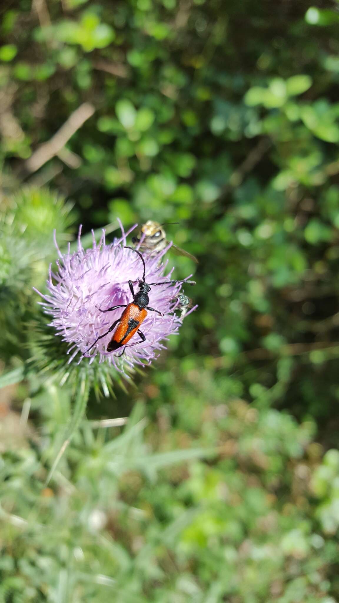 Image of Stictoleptura cordigera (Fueßlins 1775)