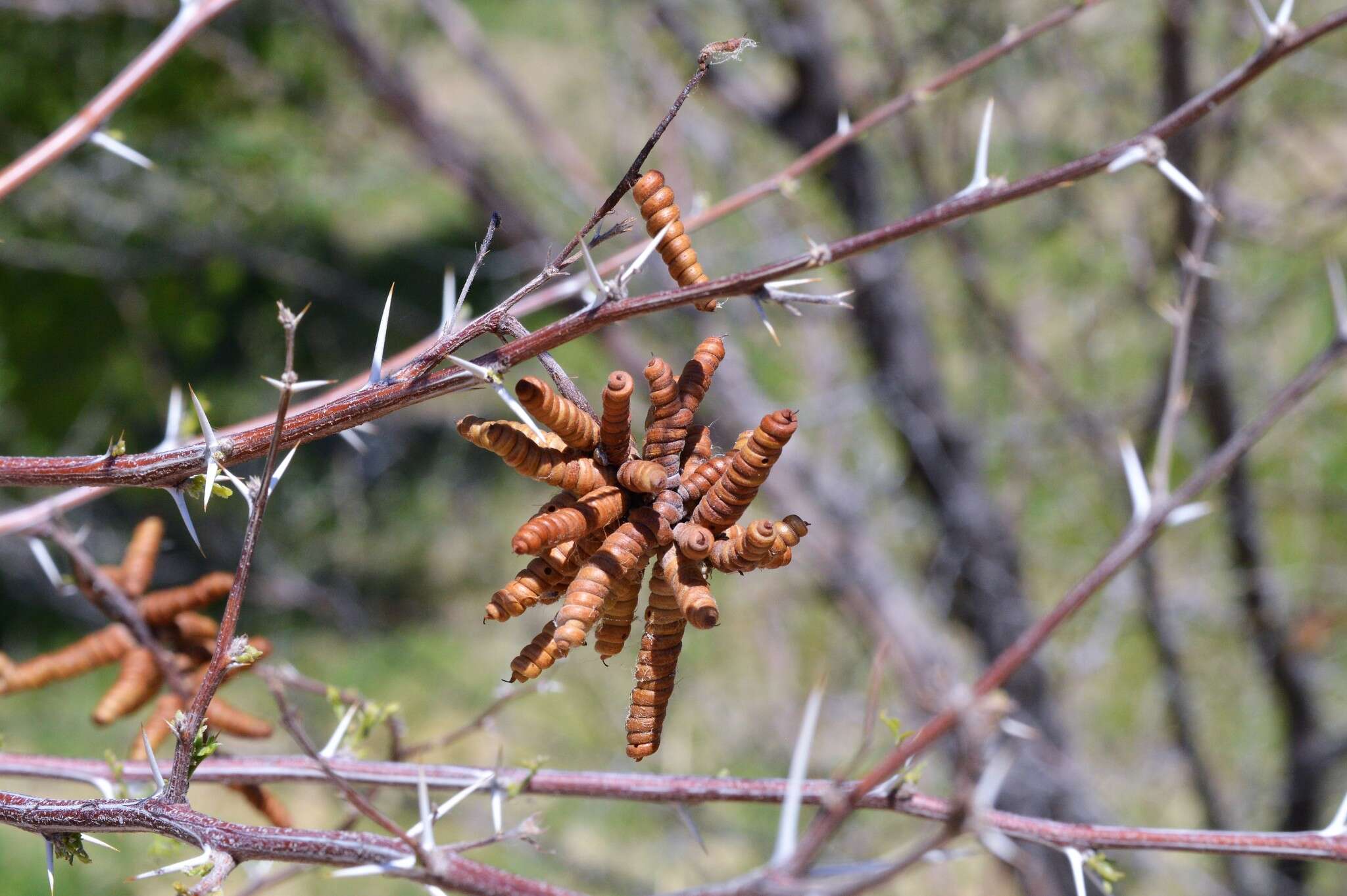 Image of screwbean mesquite